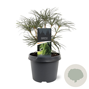 Sciadopitys verticillata 25-30 cm 3,5L