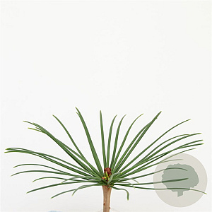 Sciadopitys verticillata 25-30 cm 3,5L