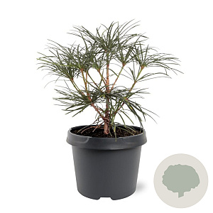 Sciadopitys verticillata 25-30 cm 3,5L