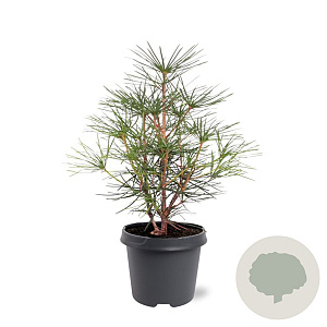 Sciadopitys verticillata 30-40 cm 5,0L
