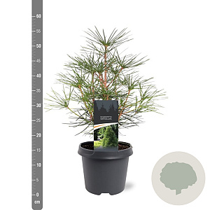 Sciadopitys verticillata 30-40 cm 5,0L