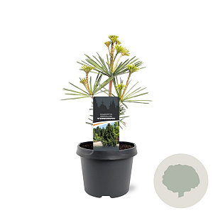 Sciadopitys vert. 'Sternschnuppe' 25-30 cm 3,5L