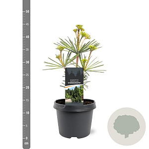 Sciadopitys vert. 'Sternschnuppe' 25-30 cm 3,5L