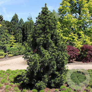 Sciadopitys vert. 'Sternschnuppe' 25-30 cm 3,5L