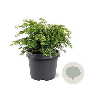 Tsuga canadensis 'Jeddeloh' 25-30 cm 3,5L