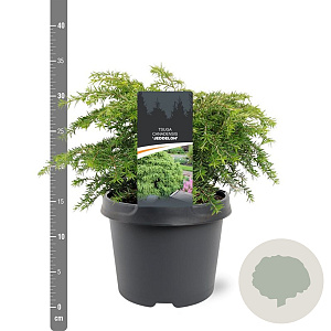 Tsuga canadensis 'Jeddeloh' 25-30 cm 3,5L