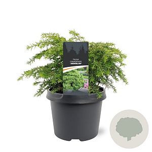 Tsuga canadensis 'Jeddeloh' 25-30 cm 3,5L