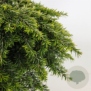 Tsuga canadensis 'Jeddeloh' 25-30 cm 3,5L