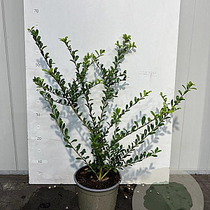 Ilex crenata 25-30 cm 2,0L