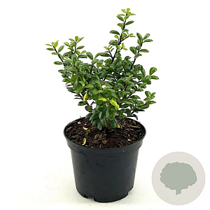 Ilex crenata 25-30 cm 2,0L