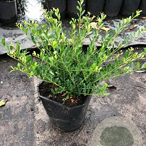 Ilex crenata Strong Caroline 60-80 cm 15L struik