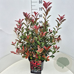 Photinia fraseri 'Carré Rouge' 50-60 cm 20L