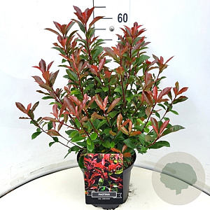 Photinia fraseri 'Carré Rouge' 50-60 cm 20L