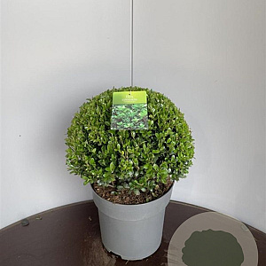 Ilex crenata 'Caroline Upright' 30-35 cm 10L bol