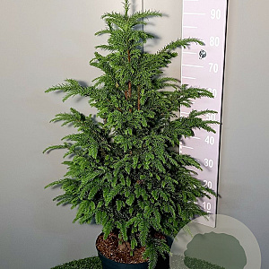 Taxus baccata 80-100 cm 20L