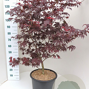 Acer pal. 'Atropurpureum' 100-125 cm 20L