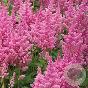 Astilbe c. 'Vision in Pink' GM P9