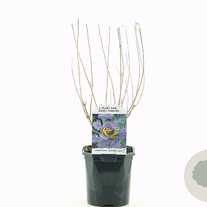 Caryopteris cland. 'Heavenly Blue' 30-40 cm 2,0L