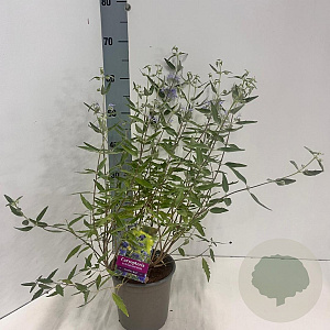 Caryopteris cland. 'Heavenly Blue' 30-40 cm 2,0L