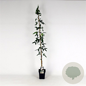 Clematis armandii 150-175 cm 5,0L