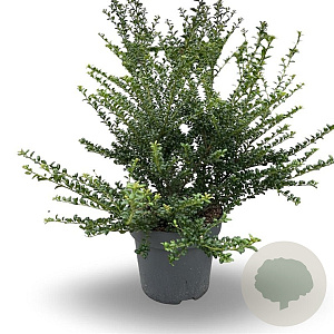 Ilex crenata 'Convexa' 60-100 cm 12L