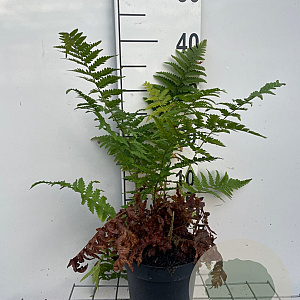 Dryopteris filix-mas GM 2,0L