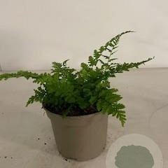 Dryopteris filix-mas GM 2,0L