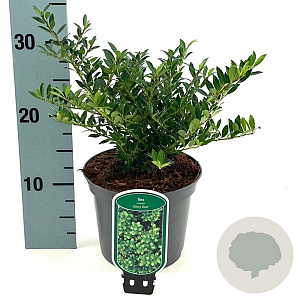 Ilex crenata 'Glory Gem' 15-20 cm 2,0L
