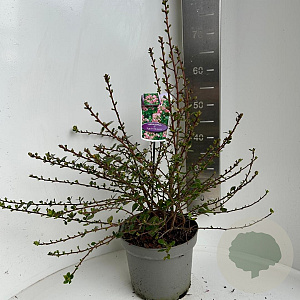 Escallonia 'Apple Blossom' 50-60 cm 5,0L