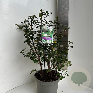 Escallonia 'Iveyi' 50-60 cm 5,0L