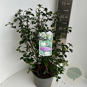 Escallonia 'Iveyi' 50-60 cm 5,0L