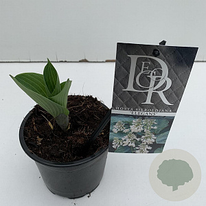Hosta 'Elegans' 15 cm P13