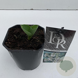 Hosta 'Elegans' 25 cm 2,0L vierkant