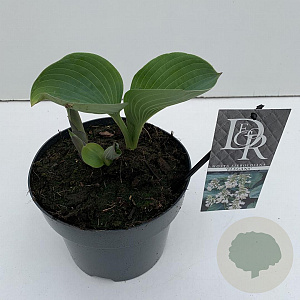 Hosta 'Elegans' 25 cm 3,0L