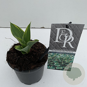 Hosta 'Fortunei Aureomarginata' 20 cm P13