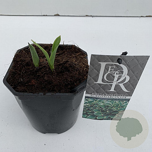 Hosta 'Fortunei Aureomarginata' 25 cm 2,0L vierkant