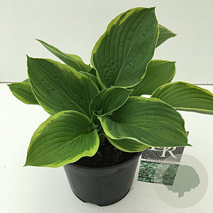 Hosta 'Fortunei Aureomarginata' 25 cm 3,0L
