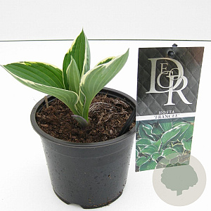 Hosta 'Francee' 20 cm P13
