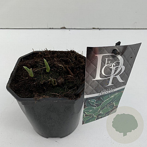 Hosta 'Francee' 25 cm 2,0L vierkant