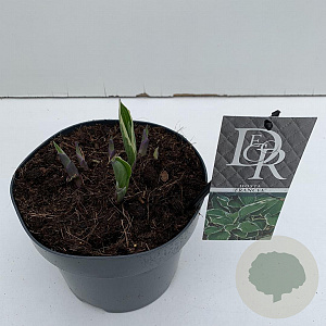 Hosta 'Francee' 25 cm 3,0L