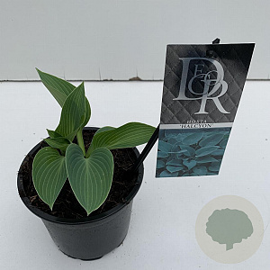 Hosta 'Halcyon' 20 cm P13