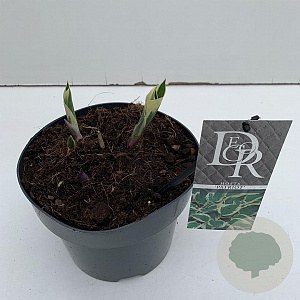 Hosta 'Patriot' 25 cm 3,0L