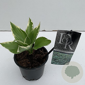 Hosta 'Undulata Albomarginata' 20 cm P13