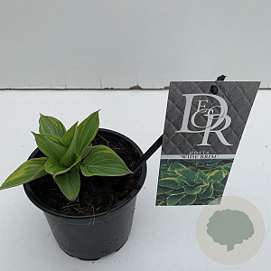 Hosta 'Wide Brim' 20 cm P13