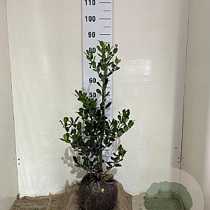 Ilex aq. 'J.C. van Tol' 60-70 cm met kluit