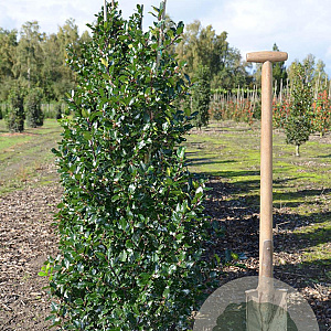 Ilex meserv. 'Blue Prince' 100-125 cm met kluit