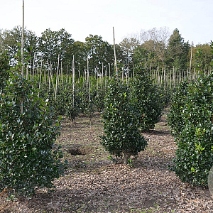 Ilex meserv. 'Blue Prince' 100-125 cm met kluit