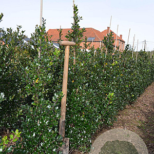 Ilex meserv. 'Blue Prince' 100-125 cm met kluit