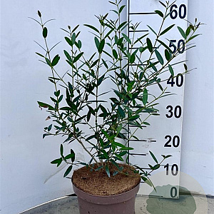 Phillyrea angustifolia 40-60 cm 3,0L