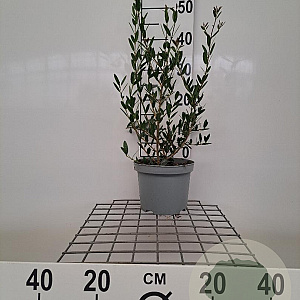 Phillyrea angustifolia 40-60 cm 3,0L